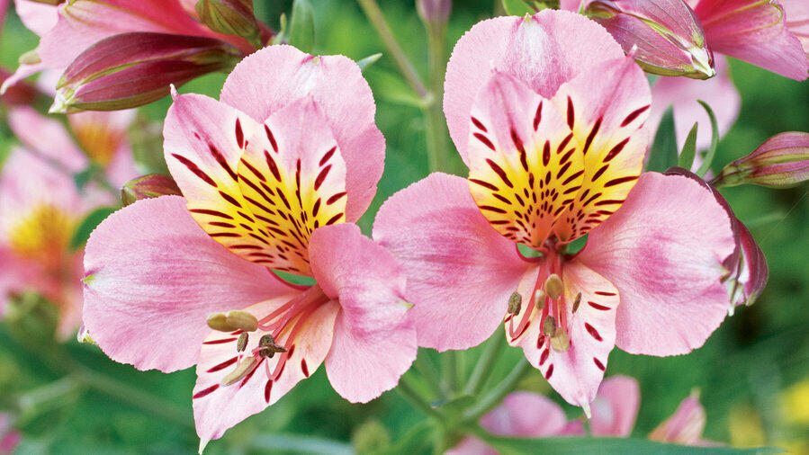 Alstromérie, boubelka 'Inticancha Sunday' - Alstroemeria hybrida 'Inticancha Sunday'