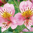 Alstromérie, boubelka 'Inticancha Sunday' - Alstroemeria hybrida 'Inticancha Sunday'