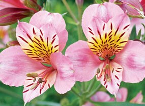 Alstromérie, boubelka 'Inticancha Sunday' - Alstroemeria hybrida 'Inticancha Sunday'