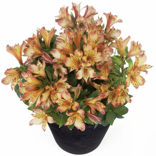 Alstromérie, boubelka 'Inticancha Bryce' - Alstroemeria hybrida 'Inticancha Bryce'