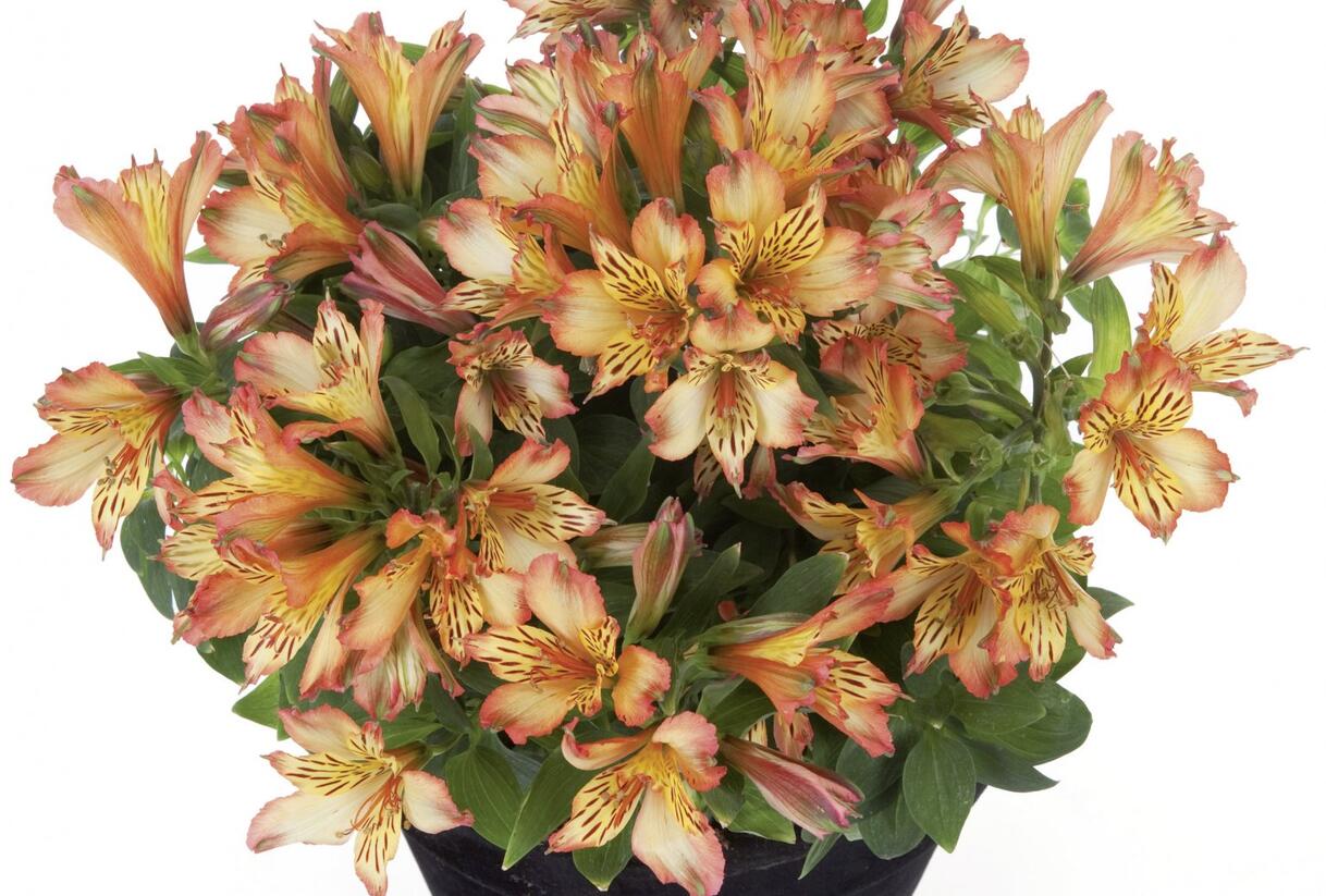 Alstromérie, boubelka 'Inticancha Bryce' - Alstroemeria hybrida 'Inticancha Bryce'
