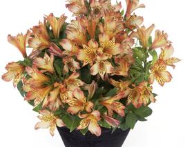 Alstromérie, boubelka 'Inticancha Bryce'