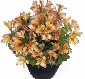 Alstromérie, boubelka 'Inticancha Bryce' - Alstroemeria hybrida 'Inticancha Bryce'