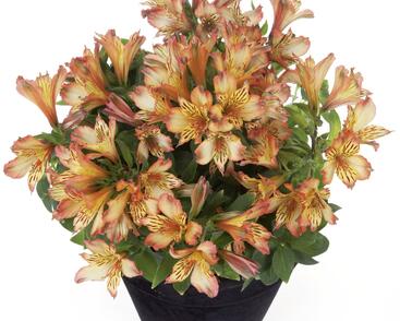 Alstromérie, boubelka 'Inticancha Bryce'