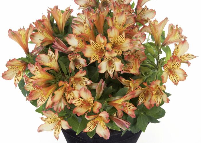 Alstromérie, boubelka 'Inticancha Bryce' - Alstroemeria hybrida 'Inticancha Bryce'
