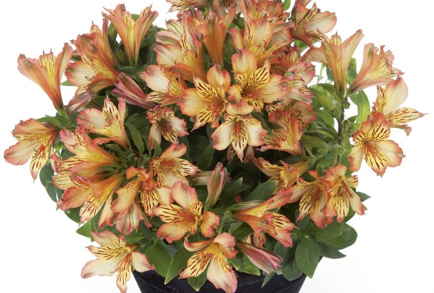 Alstromérie, boubelka 'Inticancha Bryce' - Alstroemeria hybrida 'Inticancha Bryce'