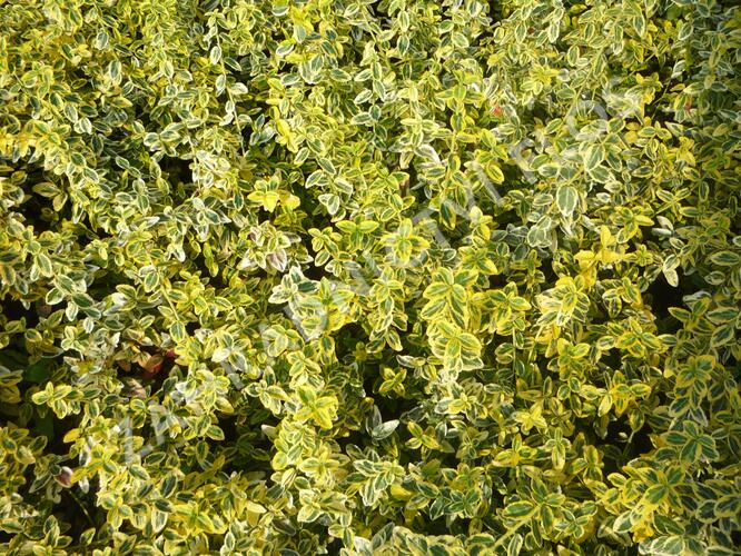 Brslen Fortuneův 'Emerald'n Gold' - Euonymus fortunei 'Emerald'n Gold'