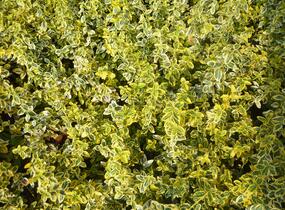 Brslen Fortuneův 'Emerald'n Gold' - Euonymus fortunei 'Emerald'n Gold'