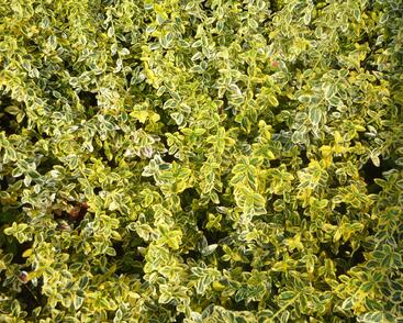 Brslen Fortuneův 'Emerald'n Gold'