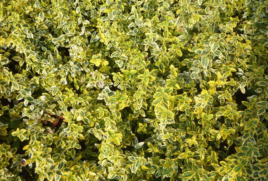 Brslen Fortuneův 'Emerald'n Gold' - Euonymus fortunei 'Emerald'n Gold'