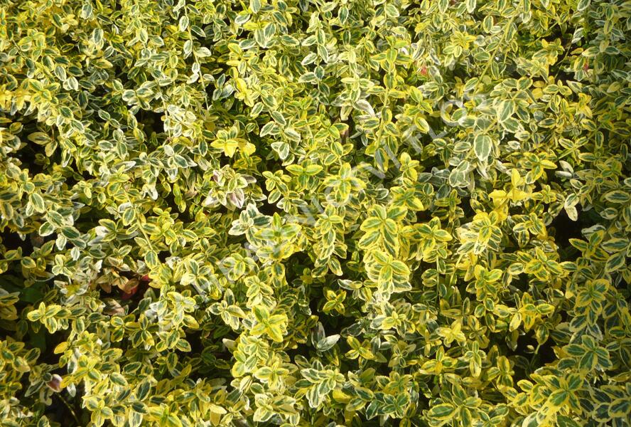 Brslen Fortuneův 'Emerald'n Gold' - Euonymus fortunei 'Emerald'n Gold'