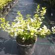 Brslen Fortuneův 'Emerald'n Gold' - Euonymus fortunei 'Emerald'n Gold'