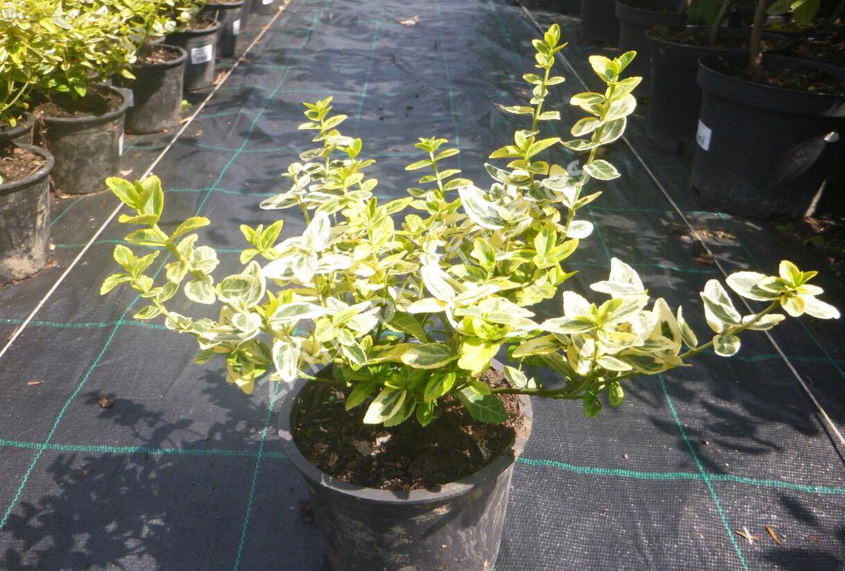 Brslen Fortuneův 'Emerald'n Gold' - Euonymus fortunei 'Emerald'n Gold'
