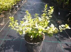 Brslen Fortuneův 'Emerald'n Gold' - Euonymus fortunei 'Emerald'n Gold'