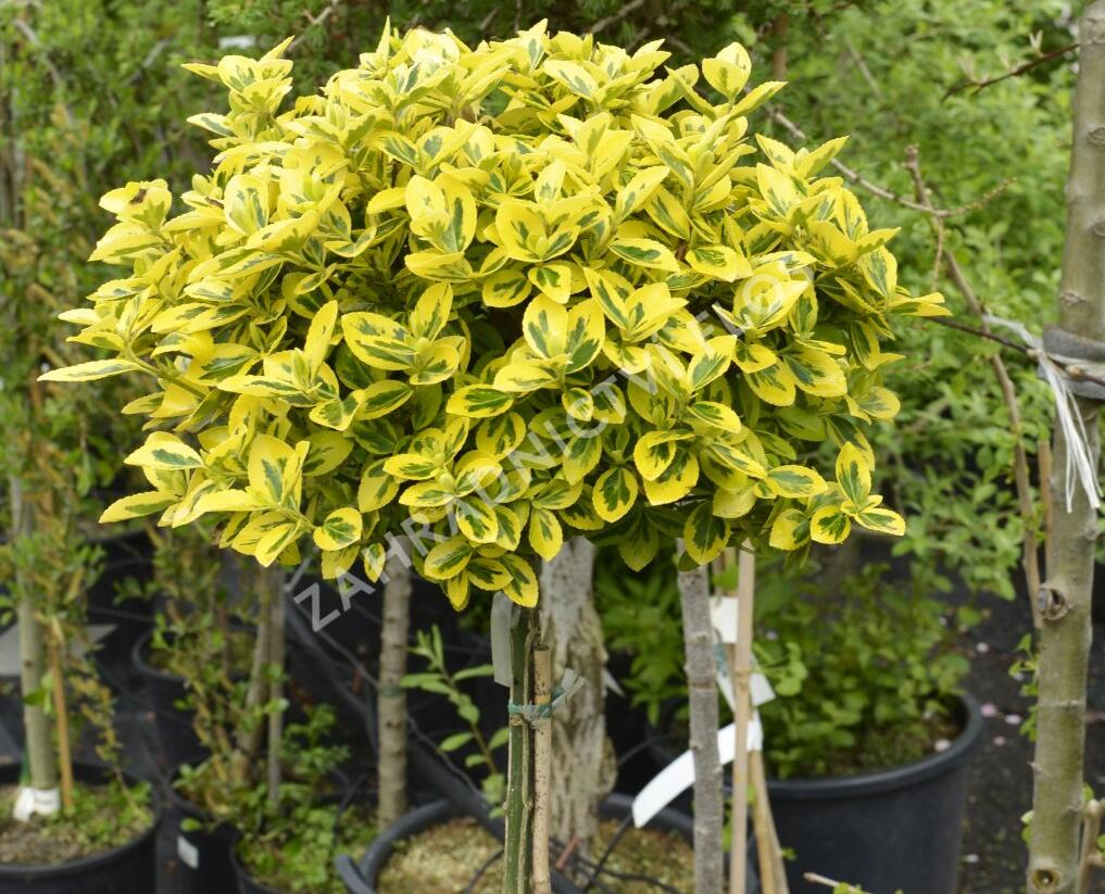 Brslen Fortuneův 'Emerald'n Gold' - Euonymus fortunei 'Emerald'n Gold'