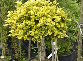 Brslen Fortuneův 'Emerald'n Gold' - Euonymus fortunei 'Emerald'n Gold'