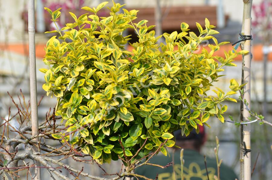 Brslen Fortuneův 'Emerald'n Gold' - Euonymus fortunei 'Emerald'n Gold'