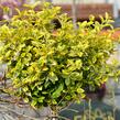 Brslen Fortuneův 'Emerald'n Gold' - Euonymus fortunei 'Emerald'n Gold'