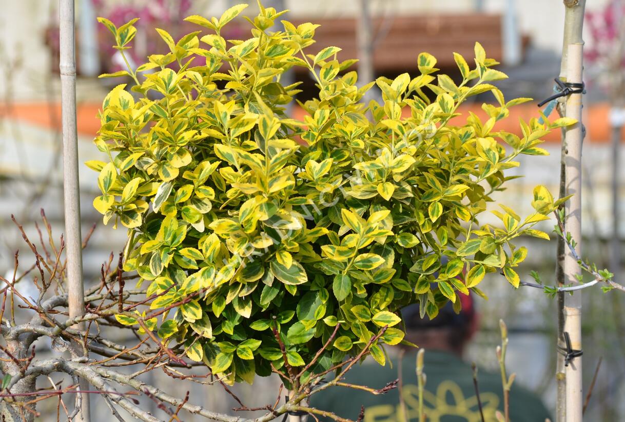 Brslen Fortuneův 'Emerald'n Gold' - Euonymus fortunei 'Emerald'n Gold'