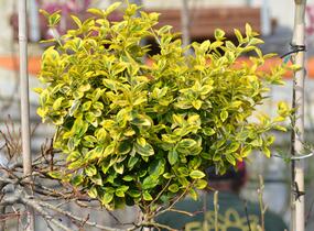 Brslen Fortuneův 'Emerald'n Gold' - Euonymus fortunei 'Emerald'n Gold'