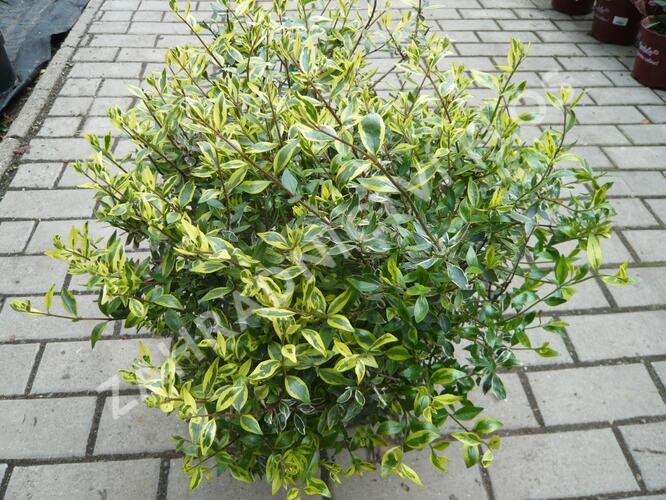 Abélie velkokvětá 'Bianco' - Abelia grandiflora 'Bianco'