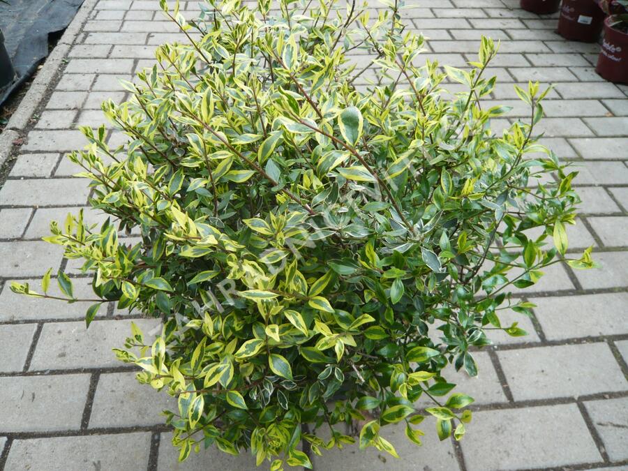 Abélie velkokvětá 'Bianco' - Abelia grandiflora 'Bianco'