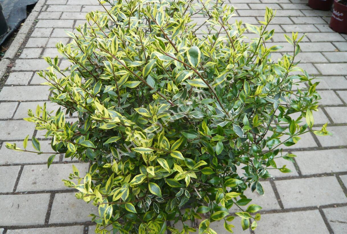 Abélie velkokvětá 'Bianco' - Abelia grandiflora 'Bianco'