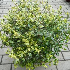 Abélie velkokvětá 'Bianco' - Abelia grandiflora 'Bianco'