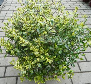 Abélie velkokvětá 'Bianco' - Abelia grandiflora 'Bianco'