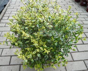 Abélie velkokvětá 'Bianco'