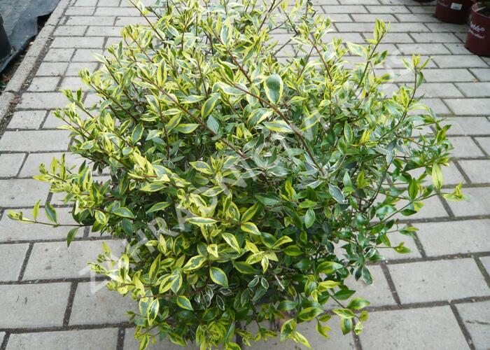 Abélie velkokvětá 'Bianco' - Abelia grandiflora 'Bianco'