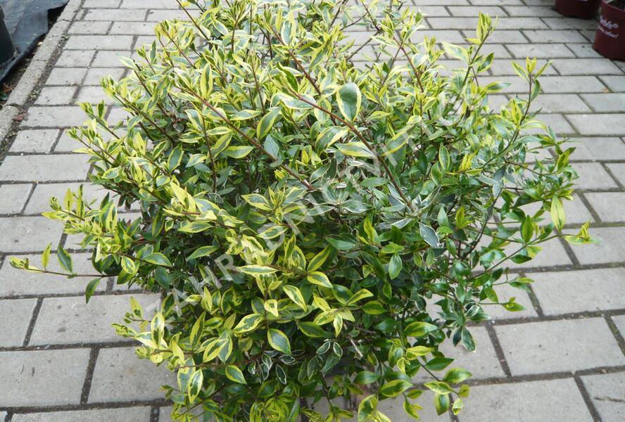 Abélie velkokvětá 'Bianco' - Abelia grandiflora 'Bianco'