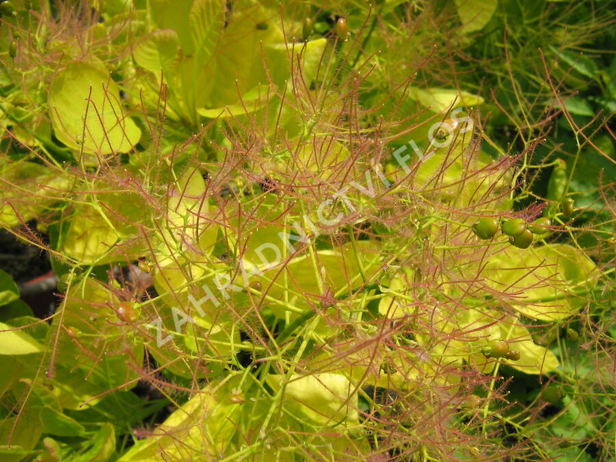 Ruj vlasatá 'Golden Spirit' - Cotinus coggygria 'Golden Spirit'