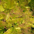 Ruj vlasatá 'Golden Spirit' - Cotinus coggygria 'Golden Spirit'