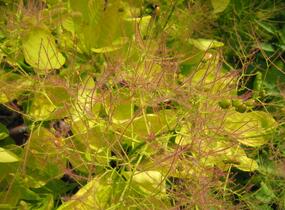 Ruj vlasatá 'Golden Spirit' - Cotinus coggygria 'Golden Spirit'