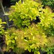 Ruj vlasatá 'Golden Spirit' - Cotinus coggygria 'Golden Spirit'