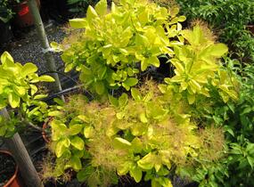 Ruj vlasatá 'Golden Spirit' - Cotinus coggygria 'Golden Spirit'