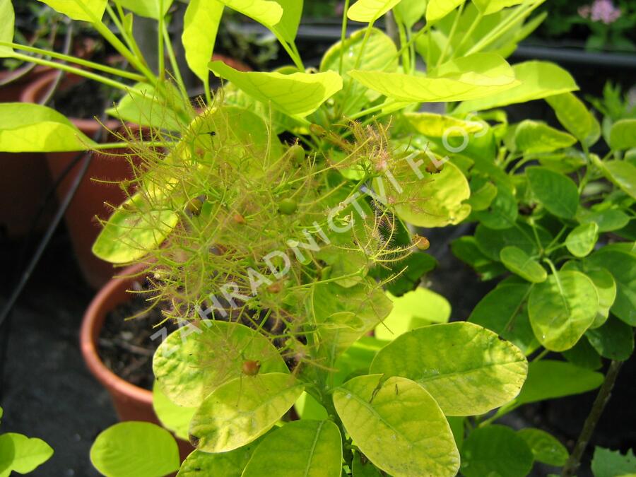 Ruj vlasatá 'Golden Spirit' - Cotinus coggygria 'Golden Spirit'