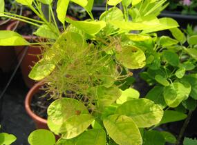 Ruj vlasatá 'Golden Spirit' - Cotinus coggygria 'Golden Spirit'