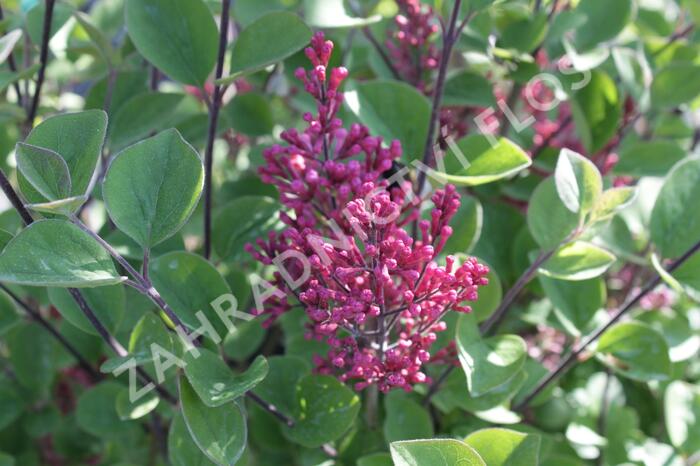 Šeřík Meyerův 'Tinkerbelle' - Syringa meyeri 'Tinkerbelle'