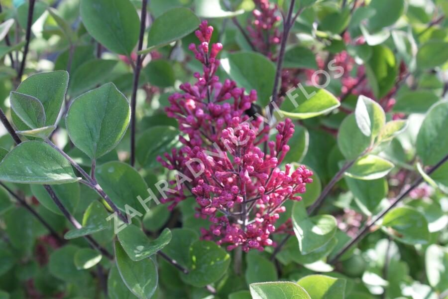 Šeřík Meyerův 'Tinkerbelle' - Syringa meyeri 'Tinkerbelle'