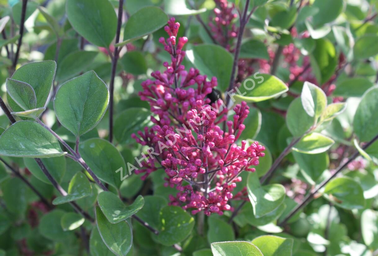 Šeřík Meyerův 'Tinkerbelle' - Syringa meyeri 'Tinkerbelle'