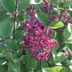 Šeřík Meyerův 'Tinkerbelle' - Syringa meyeri 'Tinkerbelle'