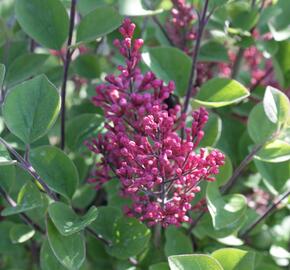 Šeřík Meyerův 'Tinkerbelle' - Syringa meyeri 'Tinkerbelle'