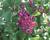 Šeřík Meyerův 'Tinkerbelle'