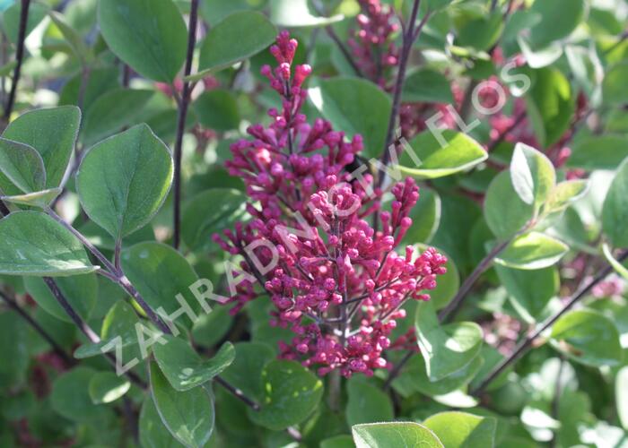 Šeřík Meyerův 'Tinkerbelle' - Syringa meyeri 'Tinkerbelle'