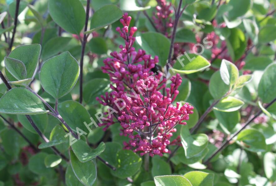 Šeřík Meyerův 'Tinkerbelle' - Syringa meyeri 'Tinkerbelle'
