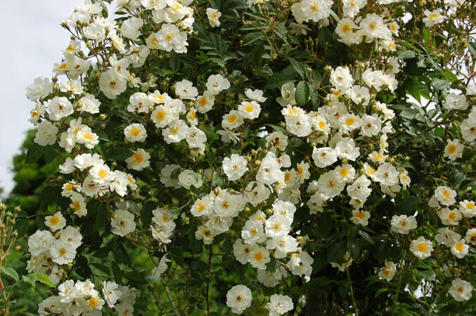 Růže pnoucí 'Seagull' - Rosa PN 'Seagull'