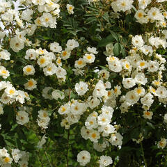 Růže pnoucí 'Seagull' - Rosa PN 'Seagull'