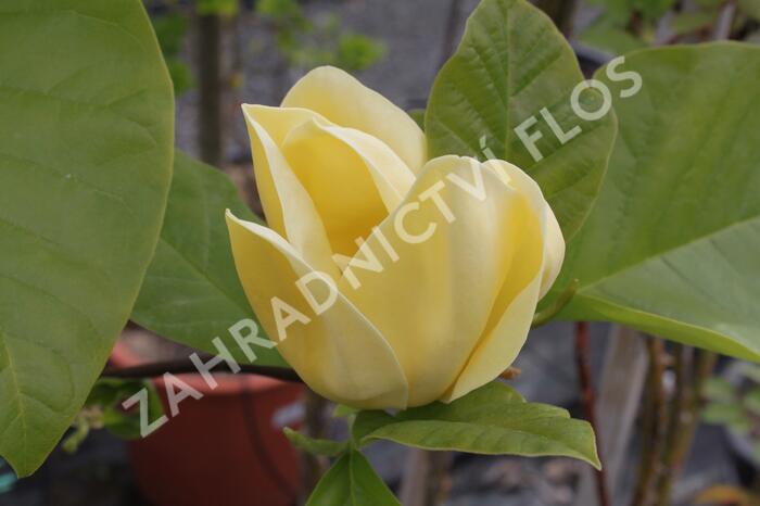 Šácholan 'Yellow Bird' - Magnolia brooklynensis 'Yellow Bird'